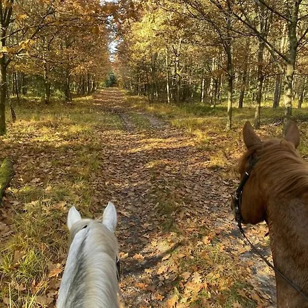 On A Horse Farm * Eschede